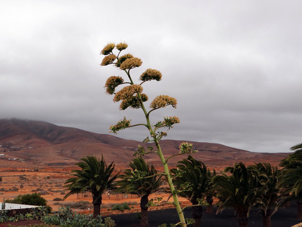 09 Antigua - Giardino botanico.JPG